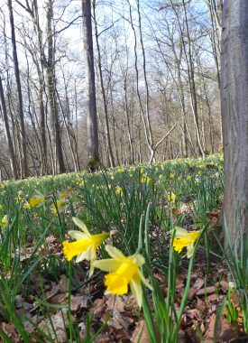 La forêt d’Halatte