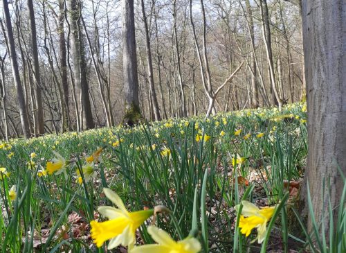 La foresta di Halatte