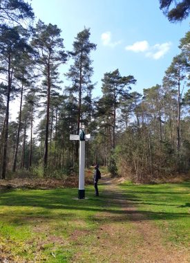 La forêt d’Ermenonville