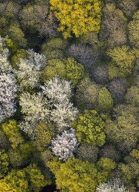 The forest