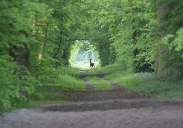 Randonnée en forêt de Chantilly