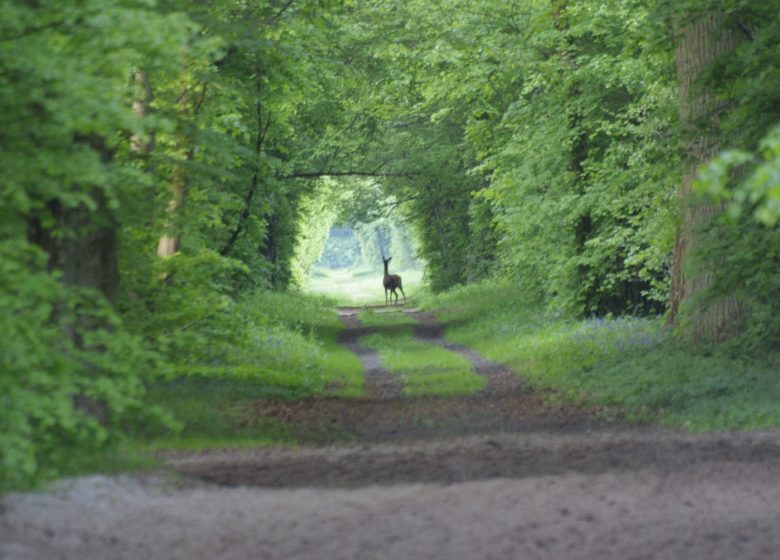 Randonnée en forêt de Chantilly