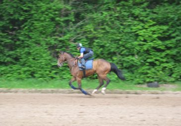 Exceptionnel ! Une immersion dans la capitale du cheval…