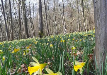 Si la forêt d’Halatte m’était contée…