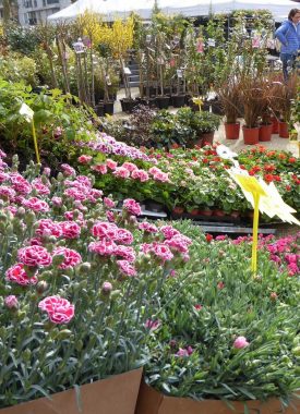 Salon du Jardin de Senlis