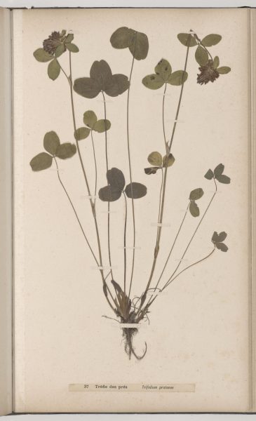 Petits naturalistes en herbe