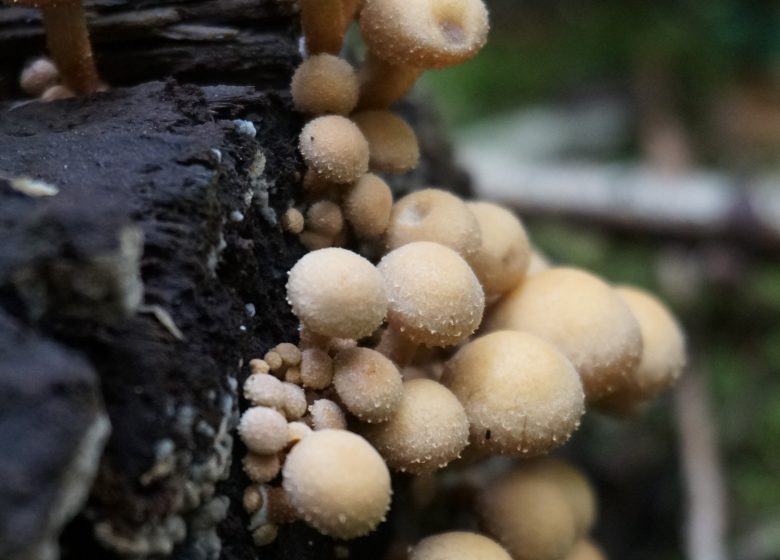 Sortie mycologique en forêt d'Halatte