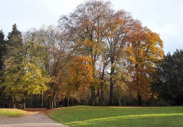Parc et roseraie du Domaine de Chaalis