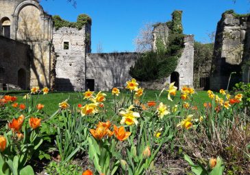 Parc et vestiges du Château royal