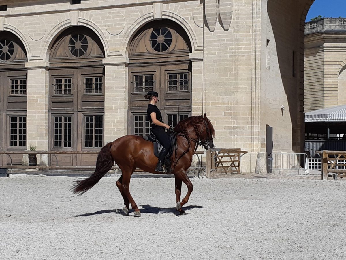 Living Horse Museum - Grandes Ecuries du Château de Chantilly - Chantilly  Senlis Tourisme