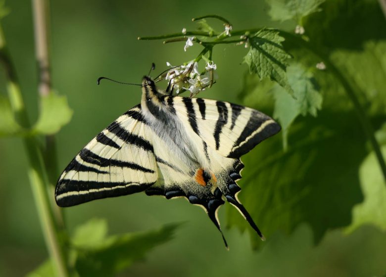 Karuna Nature