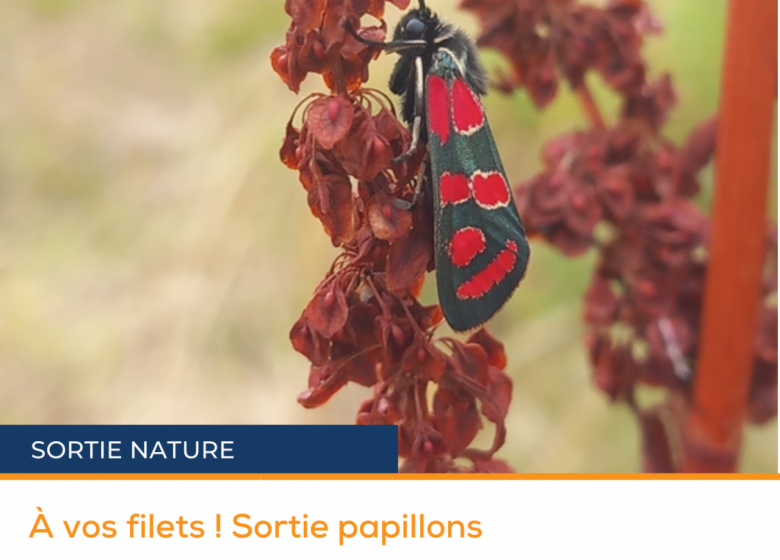 Sortie nature | A vos filets! Sortie papillon