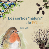 Grenouilles et crapauds vous donnent rendez-vous aux étangs, en forêt de Chantilly