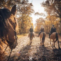 Galops en Forêt de Chantilly