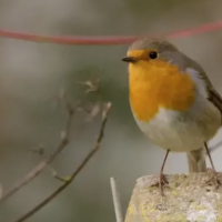 Sortie Nature « Les emplumés de Chaalis ! »