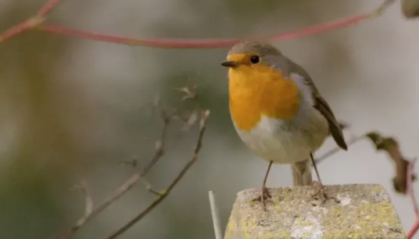 Sortie Nature « Les emplumés de Chaalis ! »