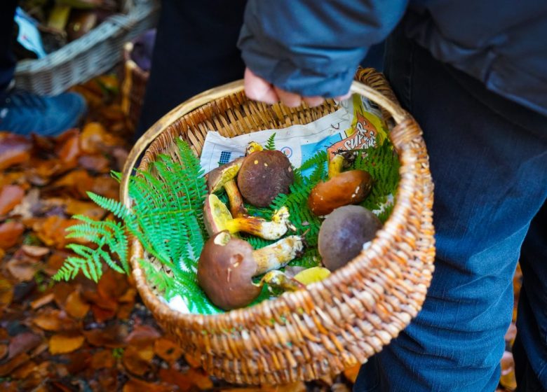 Sortie mycologique en forêt d'Halatte