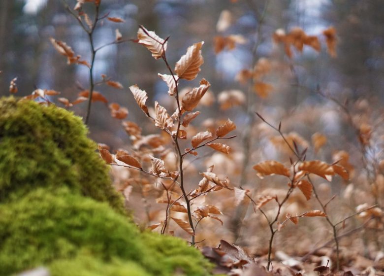 Karuna Natuur