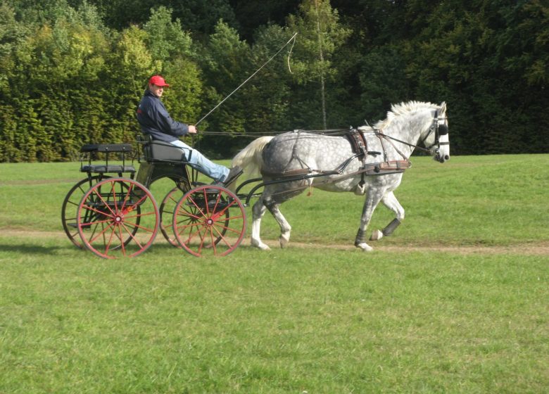 Chantilly Attelage