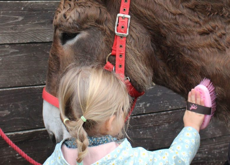 Atelier découverte de l’âne à Chantilly