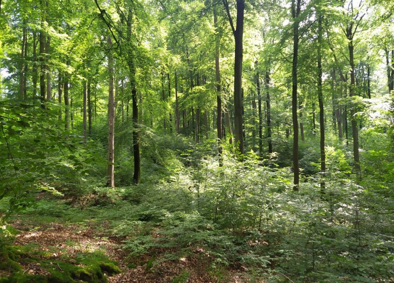 Randonnée bivouac en forêt d’Halatte