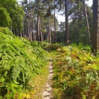 Randonnée bivouac en forêt d&rsquo;Halatte