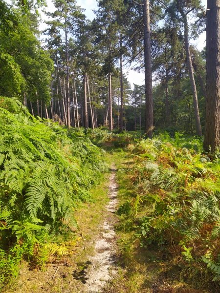 Randonnée bivouac en forêt d’Halatte