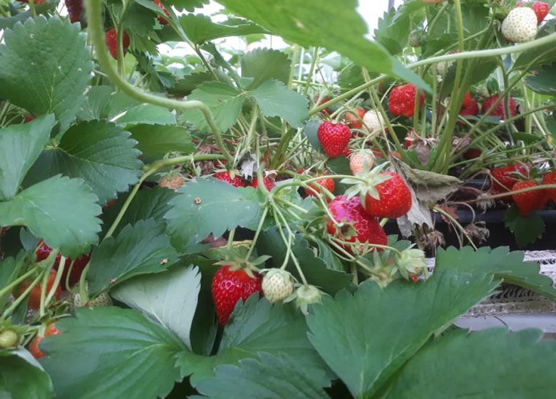 I giardinieri di Rully