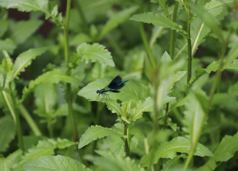 Sortie nature | Sortie entomologique et photographique au Parc du Prieuré