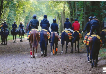 Visite privée à l’entraînement des chevaux de course de Chantilly