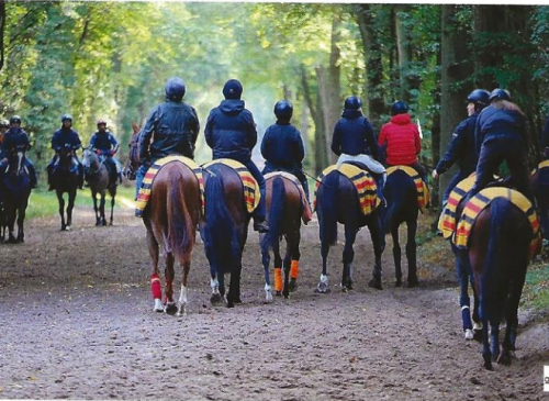 Private visit to Chantilly racehorse training