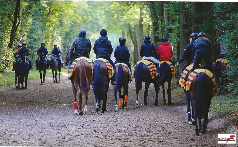 Visite privée à l’entraînement des chevaux de course de Chantilly