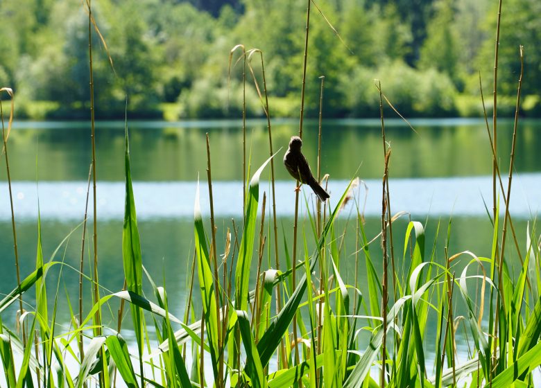 Berges du Thérain à Montataire