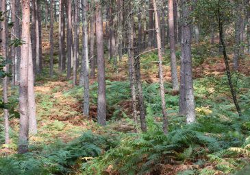 Forêt d&rsquo;Ermenonville