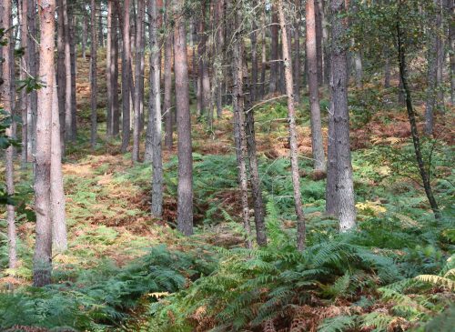 Foresta di Ermenonville