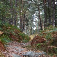Couleurs d’automne en forêt d’Ermenonville