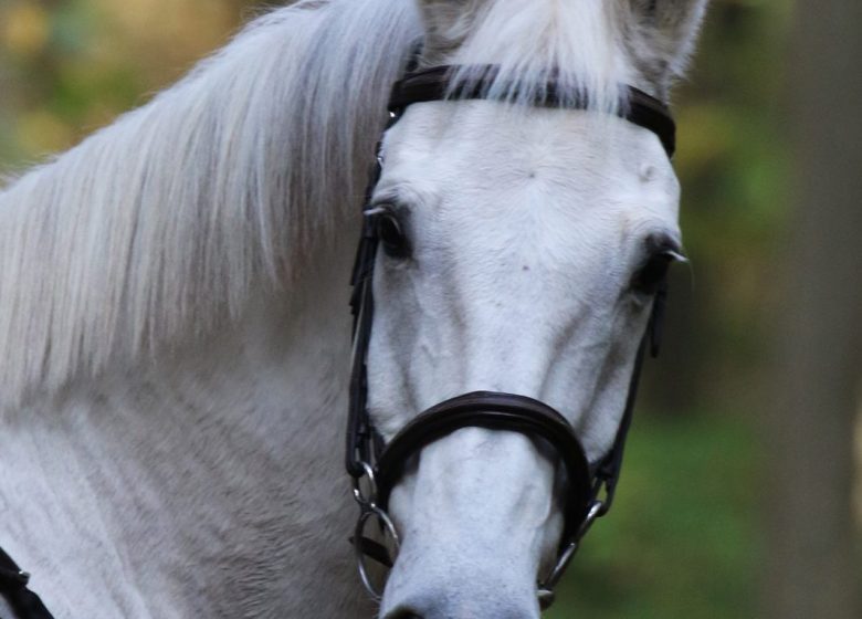 Le Royaume du Cheval