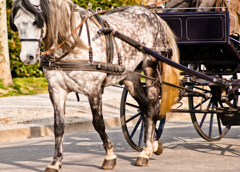 Attelage de Chantilly