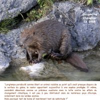 Conférence sur le castor à Coye-la-Forêt