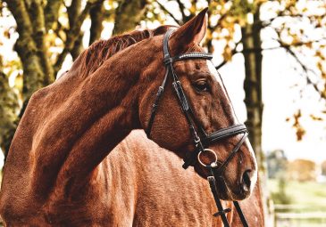 Les Ecuries de l&rsquo;Epi