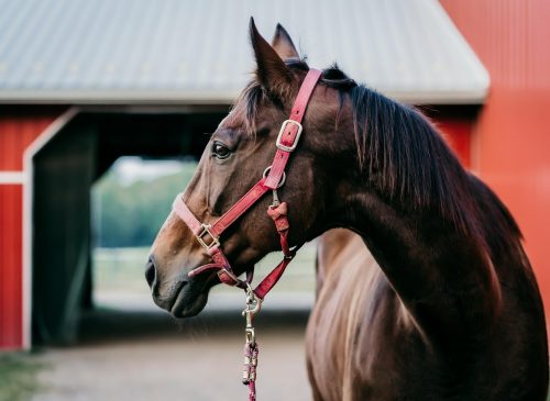 Los establos de Java