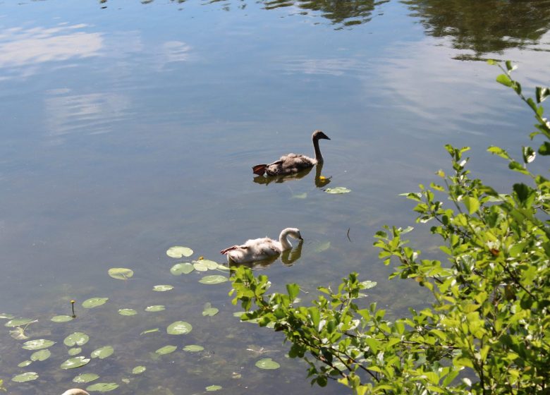 Les Etangs de Commelles