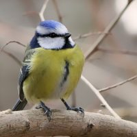 Sortie nature : Découverte des oiseaux de la forêt d’Ermenonville