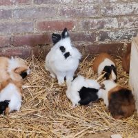 Welcome to the MASTE educational farm