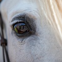 ALF stables