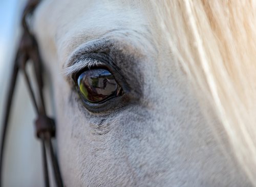 The Kingdom of the Horse