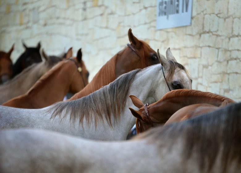 Scuola di Equitazione di Lamorlaye