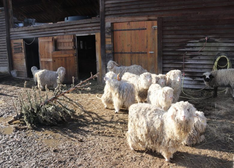 Visite d’une ferme atypique
