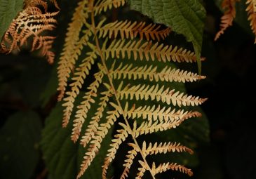 Forêt d’Ermenonville