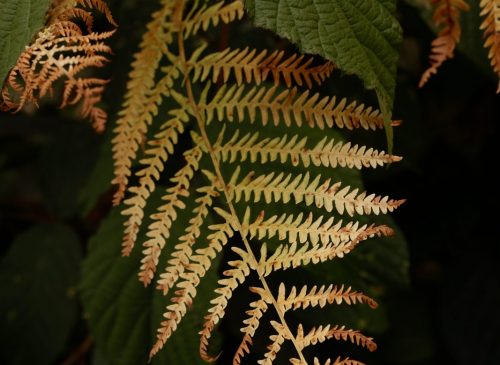 Foresta di Ermenonville